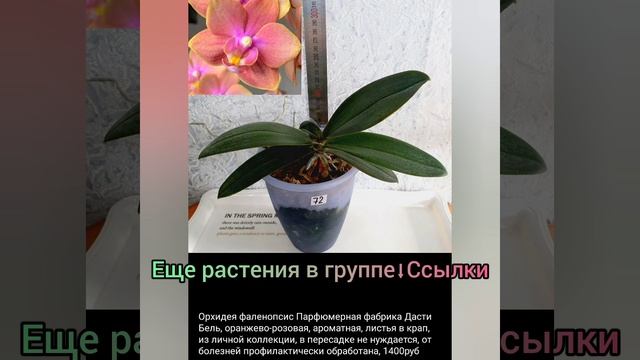 21.10.23 #Растения почтой?Орхидеи?Сансевиерии?Филодендроны и др #растения #цветы #купить #shorts смотреть онлайн