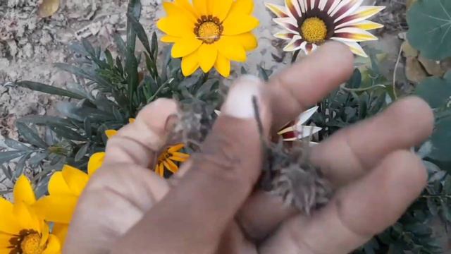 Gazania Varieties Growth Update||Beautiful Flowering plant|| смотреть онлайн