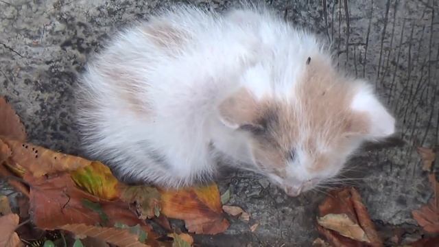 Как сделать, чтобы получилось??? смотреть онлайн