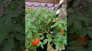 Томат «Монгольский карлик» на балконе.