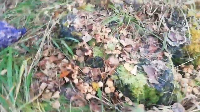 ГРИБНОЙ РАЙ смотреть онлайн