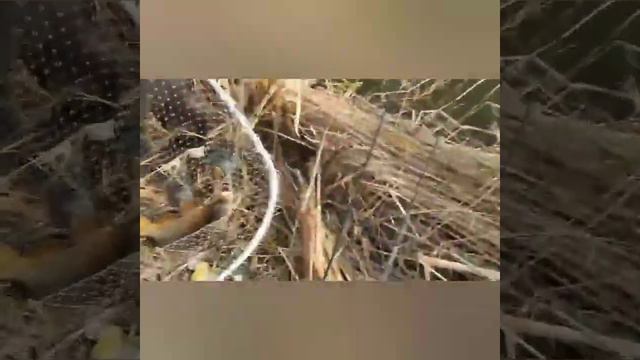 #РЫБАКИ ХОРЕЗМА#БУГУНГИ БАЛИК ОВИМИЗХАМ ЖАДА ЗОР КИЗИКАРЛИ БОЛДИ,ОХИРИГАЧА ТАМОША КИЛИНГ . смотреть онлайн