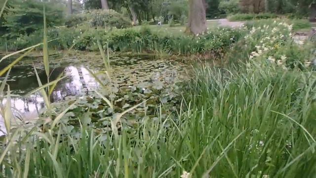 влог - среди цветущих роз, прогулка со саду смотреть онлайн