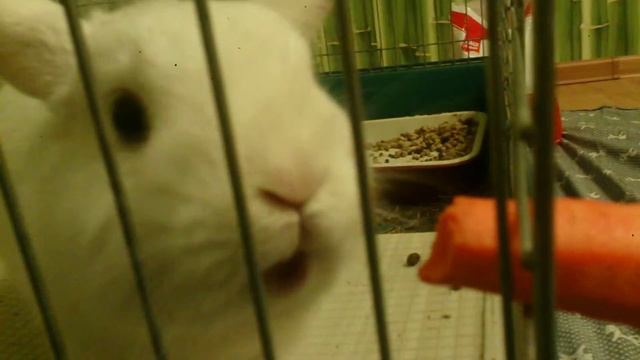 Кролик ест морковку смотреть онлайн