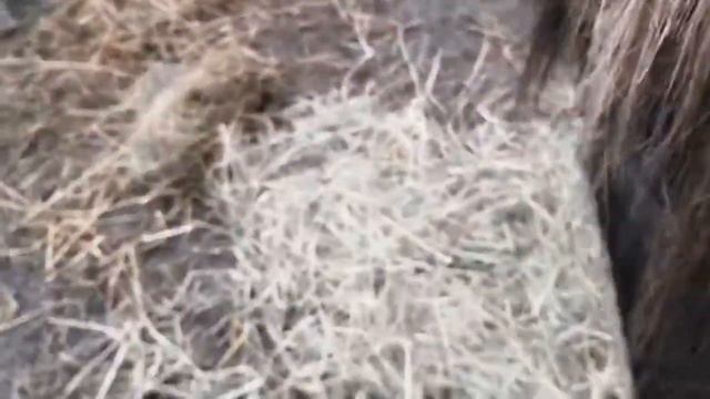 Как живёт мой пони УСПЕХ?! СПРАШИВАЛИ-ОТВЕЧАЮ. смотреть онлайн