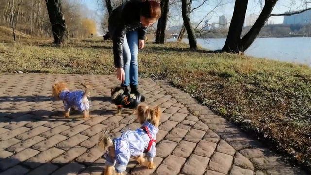 Щенок Йорка первый раз гуляет на улице смотреть онлайн