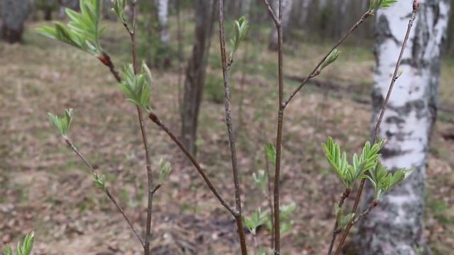 Зеркалка Canon EOS 200D (ТЕСТ ВИДЕО) смотреть онлайн