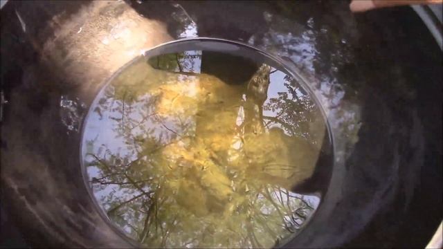 Турецкие мини чебуреки с сыром! МИНИ ЧЕБУРЕКИ ПО ТУРЕЦКИ С СЫРОМ))) смотреть онлайн