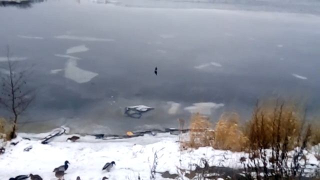 Уточки на берегу реки Выг.Карелия,Беломорск. смотреть онлайн