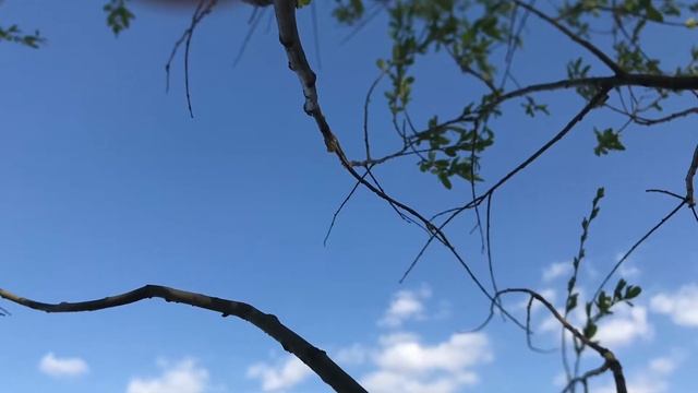ВЕЛО Десна Весна смотреть онлайн