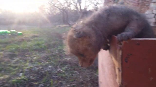 Маленький лисенок смотреть онлайн