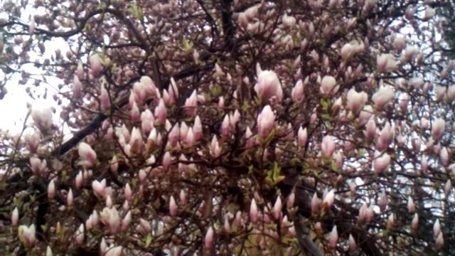 Розовая Магнолия 11.04.2016 смотреть онлайн