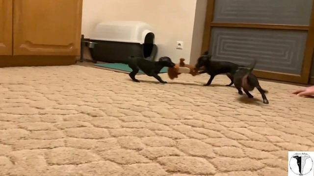 Щенки Левретки. 04.01.2021. Жизнь в питомнике взрослых собак на канале VERMALER. смотреть онлайн