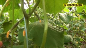 Урожайность на огурцах благодаря Энрайвеллу и Райсе составила +10,5%. Отличный результат!