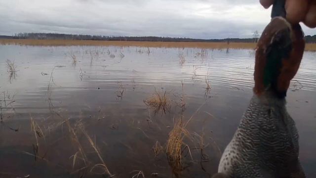 весенняя охота на уток. усть-мая. якутия. смотреть онлайн