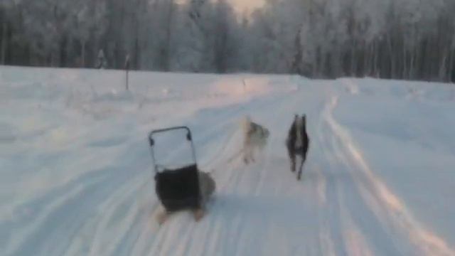 Ухта Коми Зима и Собаки Двое в одной упряжке смотреть онлайн