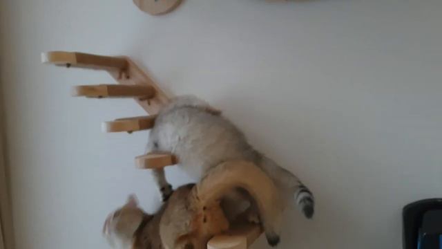 Cats # Вся жизнь Игра !!! смотреть онлайн