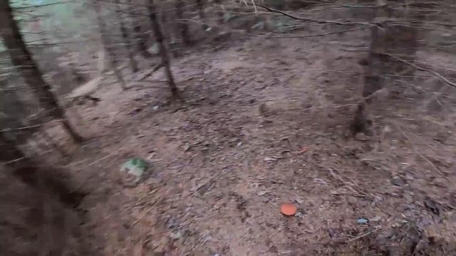 18.9 Gigantické hřiby. Hřibová invaze!! Hřiby rostou všude. Šilené Hřiby. Grzyby 2021. Houby 2021 смотреть онлайн