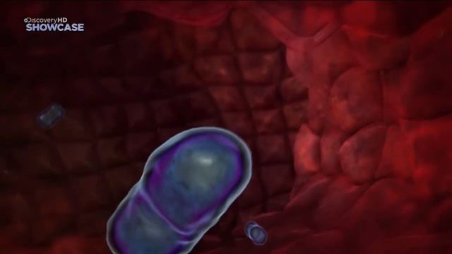 Бактерии - убийцы. Топ 10