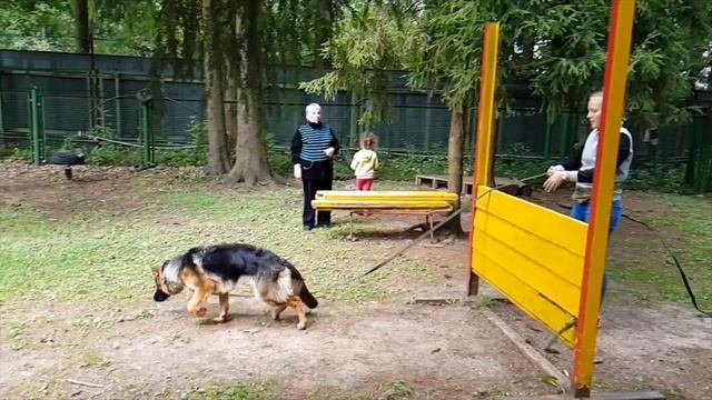 Щенок немецкая овчарка 7 месяцев тренировка на площадке смотреть онлайн