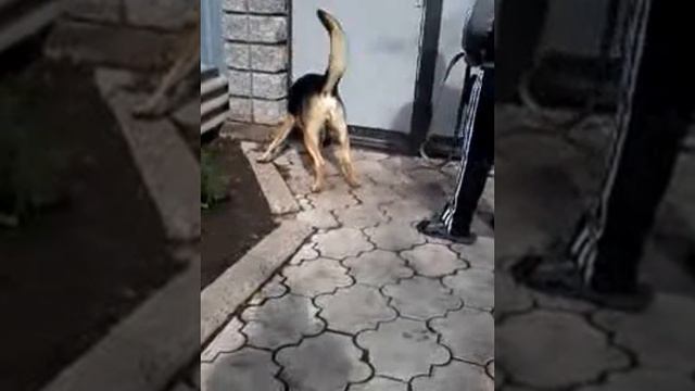 немецкая овчарка по клички сэт смотреть онлайн