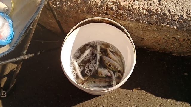 Рыбалка в Балаклаве Косяк кефали 16февраля 2022 смотреть онлайн