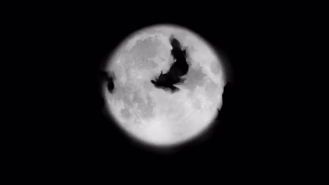 Футаж-Птицы 1 смотреть онлайн