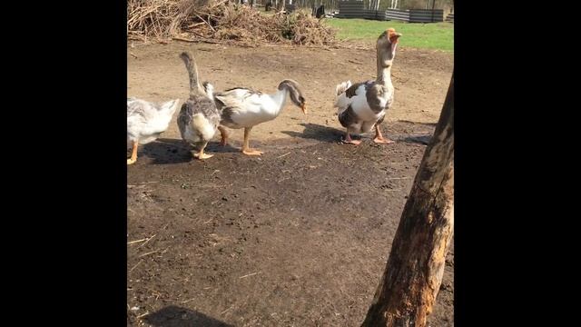 Первые Холмогорские гусята в 2018 году смотреть онлайн