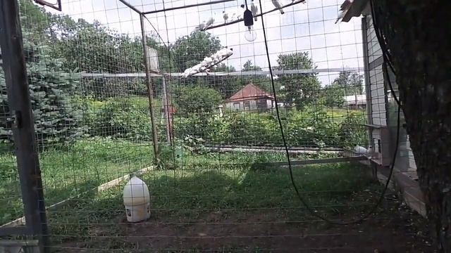 Чтобы птица летала нужно смотреть ролики до конца смотреть онлайн
