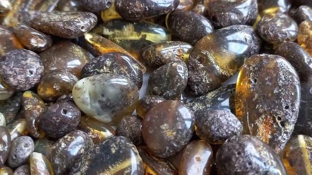 Самый полезный и лечебный янтарь. Это какой? Где найти настоящий зелёный янтарь? Ответ в видео.