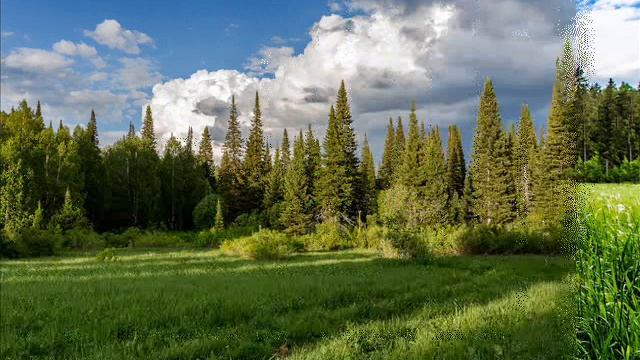 Лесная поляна смотреть онлайн