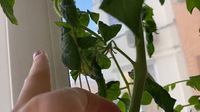 Огород на балконе) прощаемся с огурцами)) перестановка) смотреть онлайн