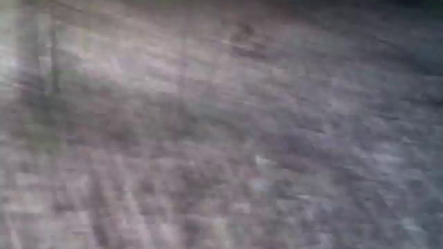 Баварская горная гончая смотреть онлайн