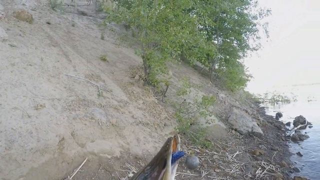 ОБЗОР И ТЕСТ КАТУШКИ "KASTKING SHARKY 3" НА РЫБАЛКЕ. смотреть онлайн