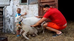 Кормим ягнят отказников