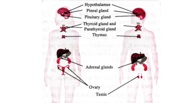 Exercise class 9 science 15. Life Processes in Living Organisms । Question answer class 9 science смотреть онлайн