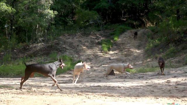 4 Month old Doberman Puppy Runs Off Leash with Pack of Dobermans, a Cane Corso, and Dogo Argentino смотреть онлайн