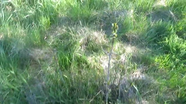 Поросль сливы и борьба с ним.Как убрать поросль сливы.Видео смотреть онлайн