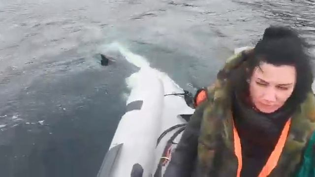 Магадан Касатки смотреть онлайн