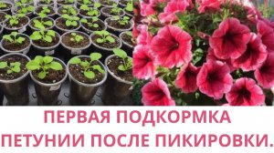 Подкормка петунии после пикировки. Обзор рассады 2022. Петуния первая подкормка. Уход за рассадой.