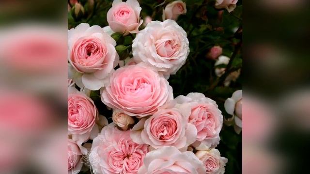 троянди вашого саду смотреть онлайн