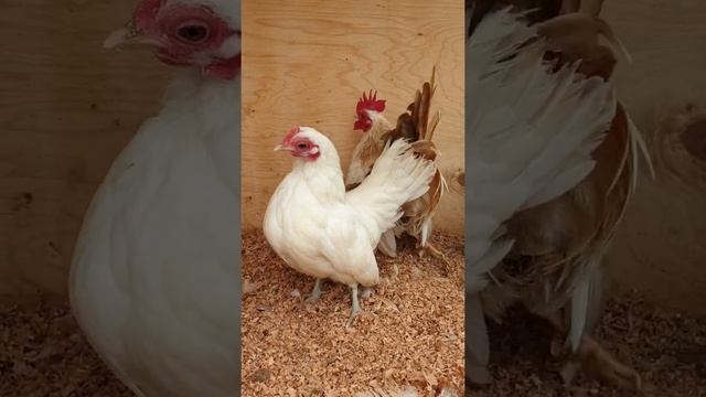 Малазийская серама. Malaysian serama. Aym serama. смотреть онлайн