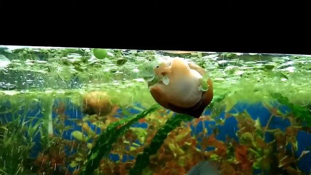 Прикольное видео!!! Ампулярия ест ряску!!! смотреть онлайн