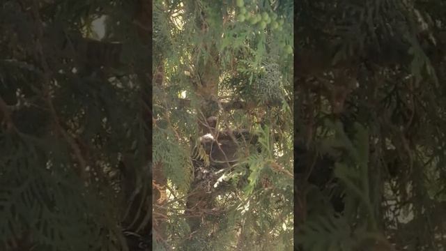 Птенцы диких голубей смотреть онлайн