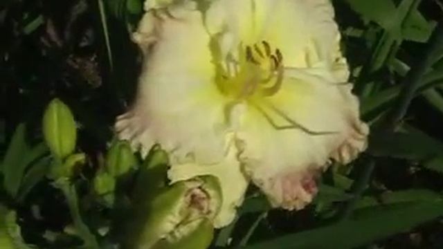 Лилейник daylily FANCY BORDER смотреть онлайн