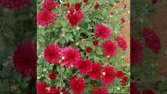 tomorrow's Video About Chamanthi Plants смотреть онлайн