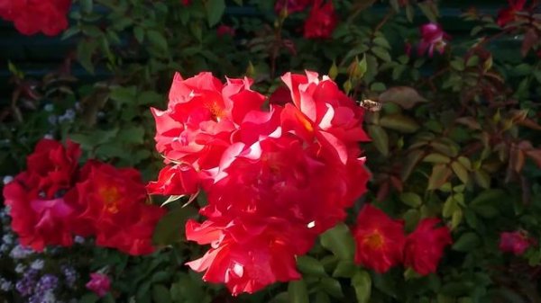 Роза Cinco de Mayo