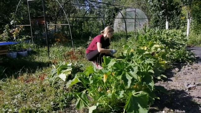 часть47/ДАЧНЫЙ ДНЕВНИК/КОНЕЦ АВГУСТА смотреть онлайн