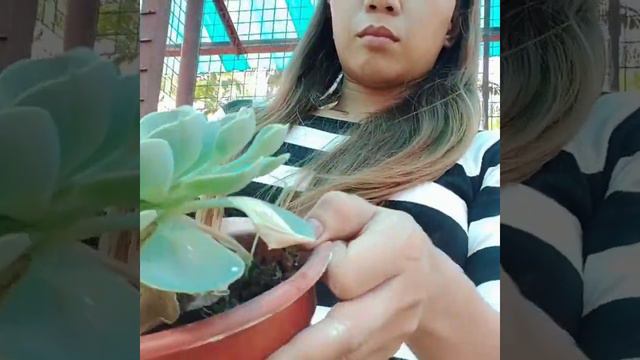 Rose cabbage ( Echeveria Imbricata) watering and other succulent care tips and propagation😍🌵☘️ смотреть онлайн