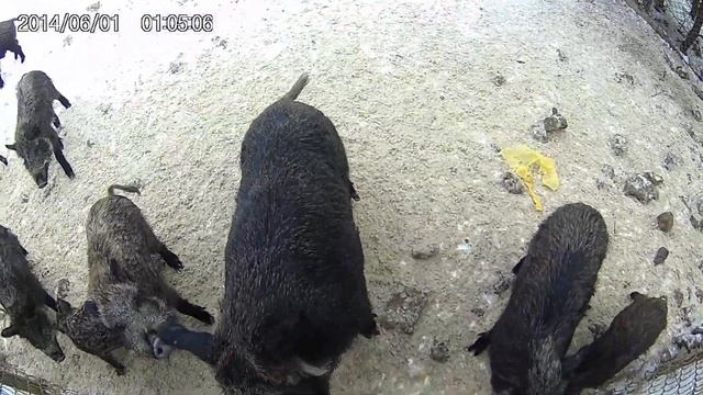 Дикий кабан Яремча смотреть онлайн